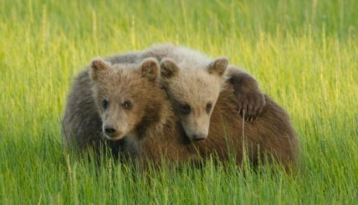 Grizzly cubs