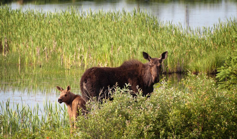 A moose cow and calf standing in a marsh with tall grasses.