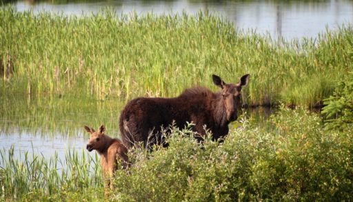 A moose cow and calf standing in a marsh with tall grasses.