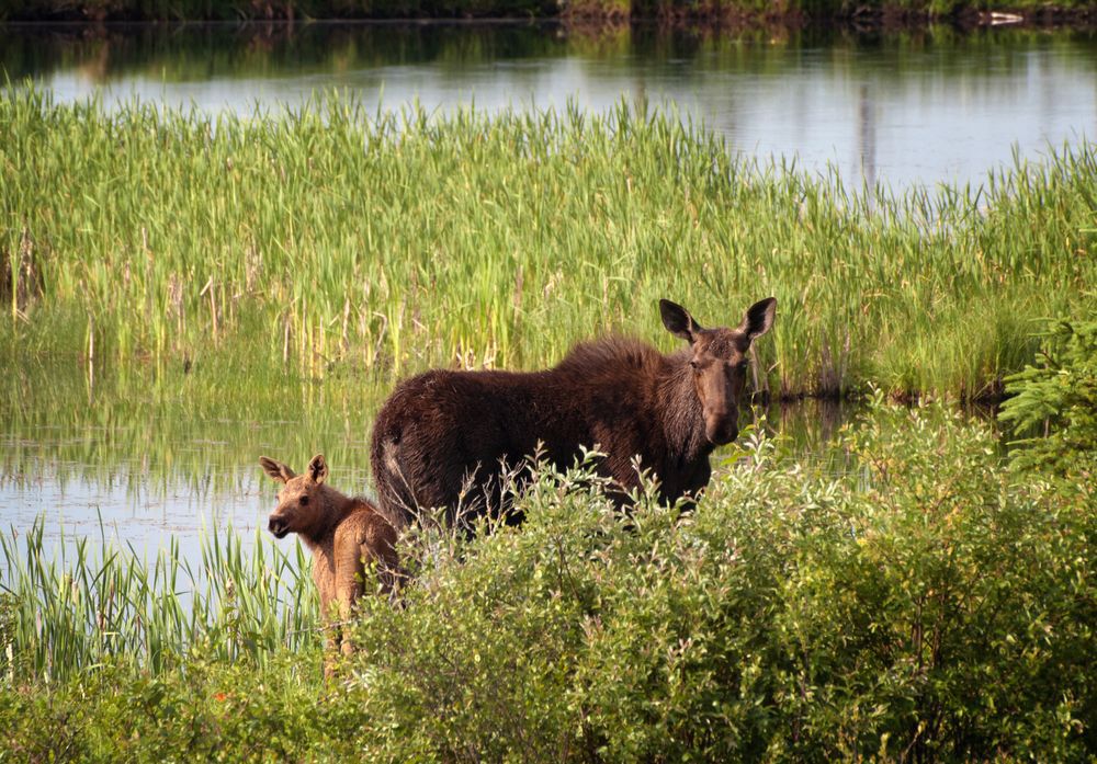 A moose cow and calf standing in a marsh with tall grasses.