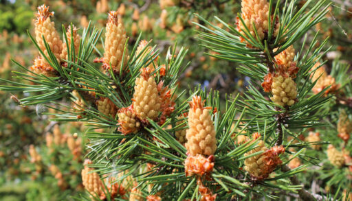 Close-up of pine cones on an evergreen tree.