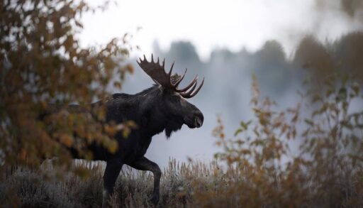 A bull moose walking through a forest on a foggy day.