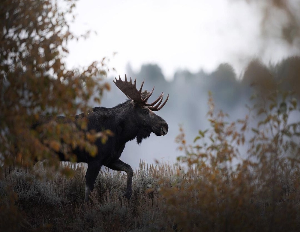 A bull moose walking through a forest on a foggy day.