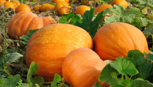 Large orange pumpkins surrounded by green leaves in a pumpkin patch.