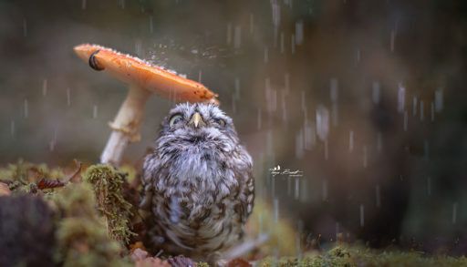 miniature owl hides under a mushroom in the rain