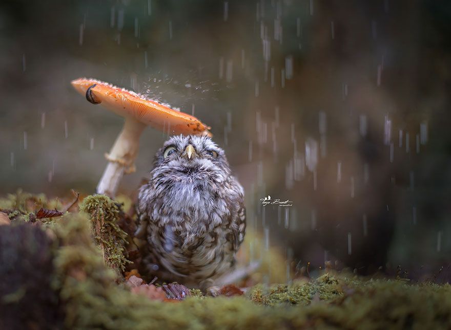 miniature owl hides under a mushroom in the rain