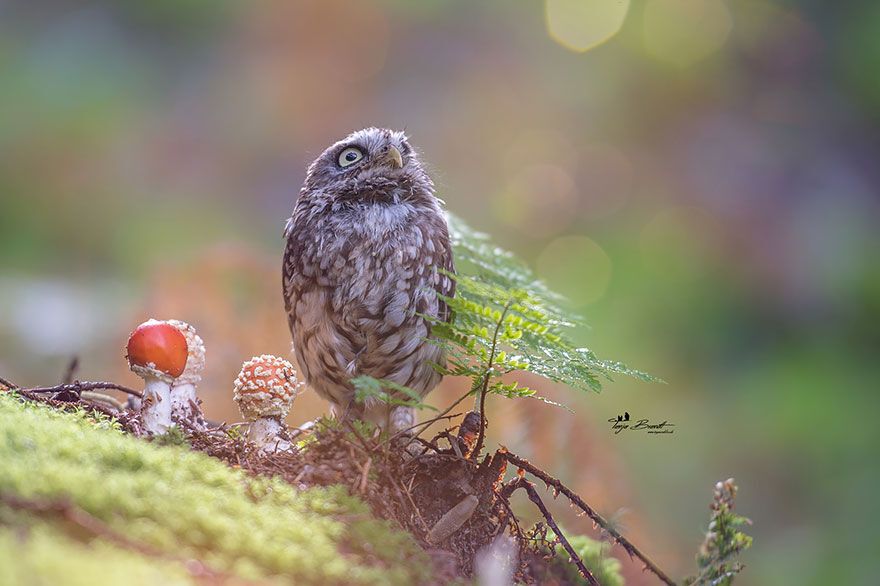 Miniature owl Poldi looks up at the sun