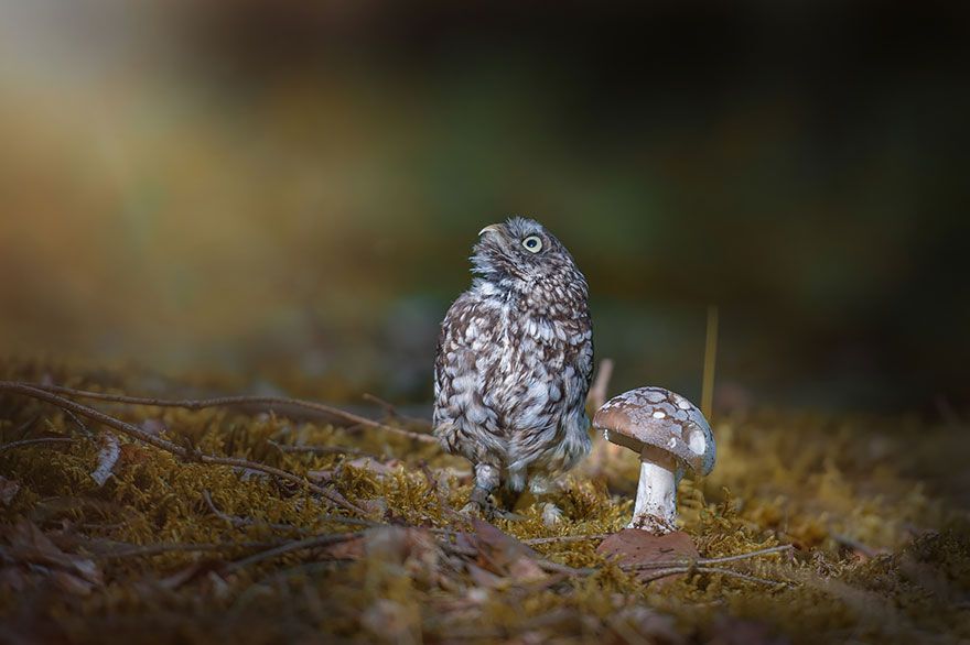 Poldi the miniature owl looks curiously at the sky
