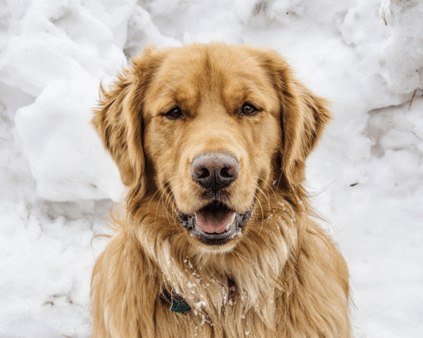 Aspen the Mountain Pup