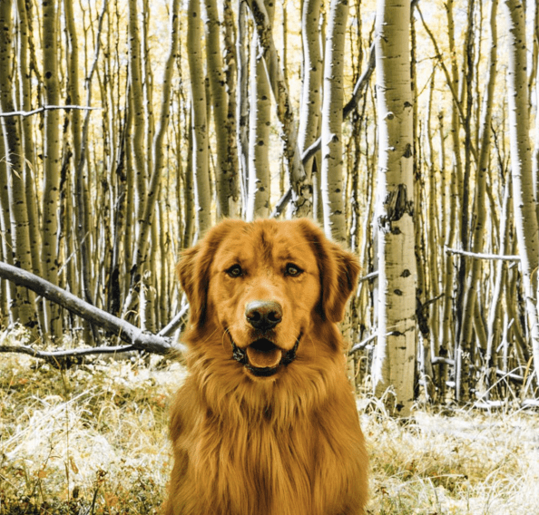 Aspen the Mountain Pup