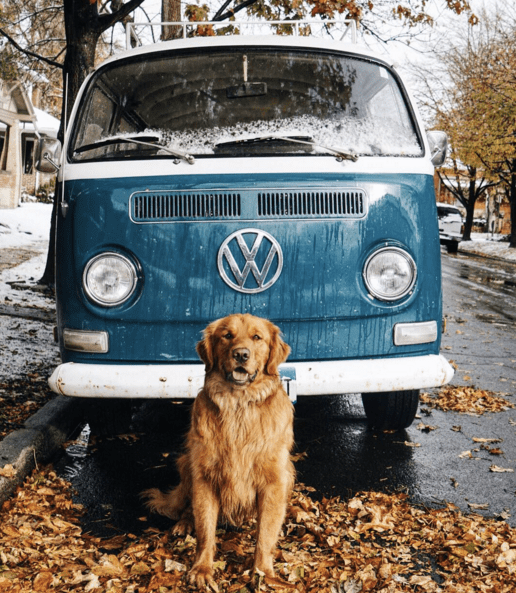 Aspen the Mountain Pup