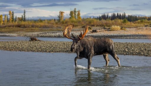 A bull moose crossing a shallow creek in autumn.