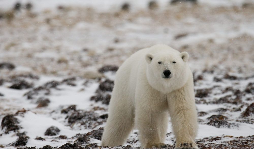 A polar bear walking on a rocky, snow-covered landscape.