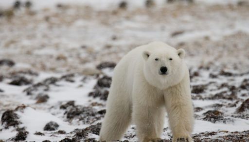 A polar bear walking on a rocky, snow-covered landscape.