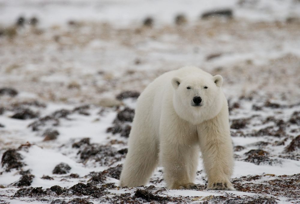 A polar bear walking on a rocky, snow-covered landscape.