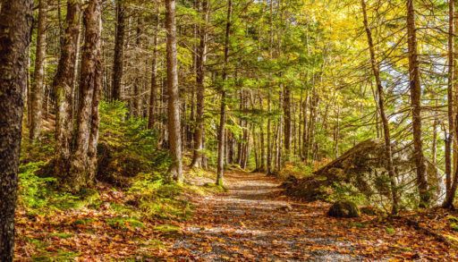 A dense forest with green and yellow leaves and a pathway scattered with orange leaves in Kejimkujik National Park , Nova Scotia.