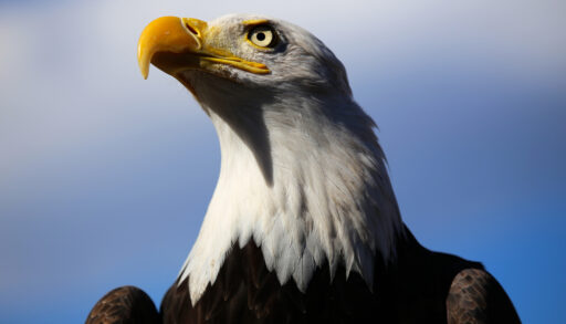 Close-up of a bald eagle's head against a blue sky.