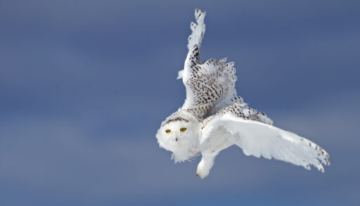 Close-up of a snowy owl flying through the air.