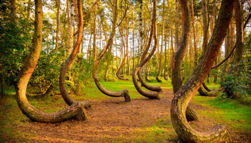 Crooked pine trees in a forest at sunset in Gryfino, Poland.