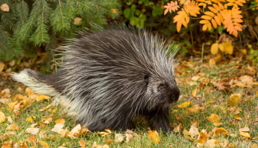 Close-up of a North American porcupine walking on grass with yellow and orange leaves.