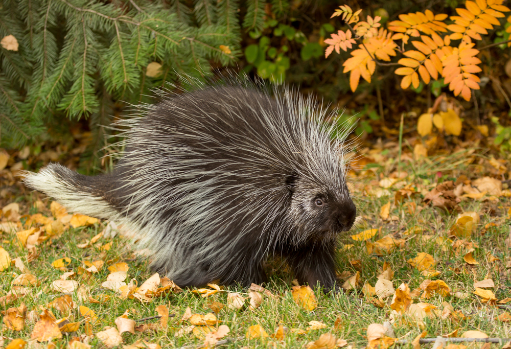 Close-up of a North American porcupine walking on grass with yellow and orange leaves.