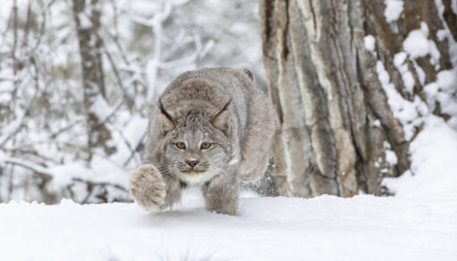 Close-up of a bobcat hunting in a wintry forest.