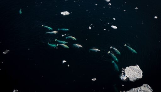 Aerial view of a beluga whale pod swimming in between chunks of ice.