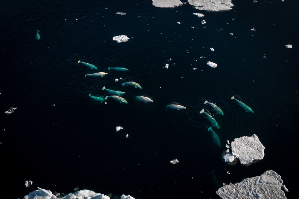 Aerial view of a beluga whale pod swimming in between chunks of ice.
