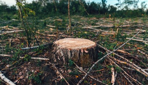 Close-up of a tree stump with a clearcut forest in the background.