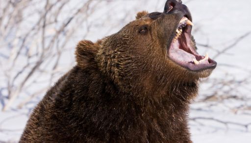 Close-up of a snarling grizzly bear.
