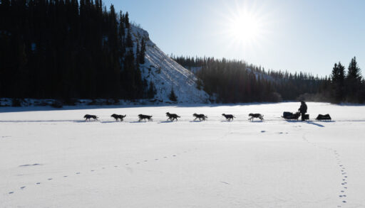Silhouette of a dog sled team pulling a sled in a sled dog race in the Yukon.