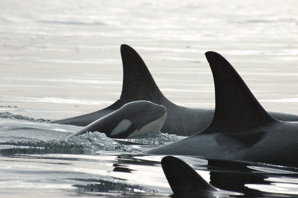 An orca calf swimming between two adult orcas.