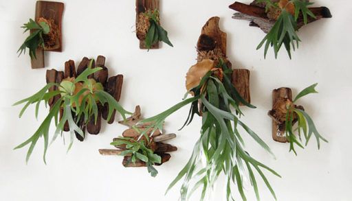 Staghorn Fern