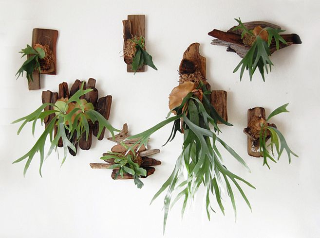 Staghorn Fern