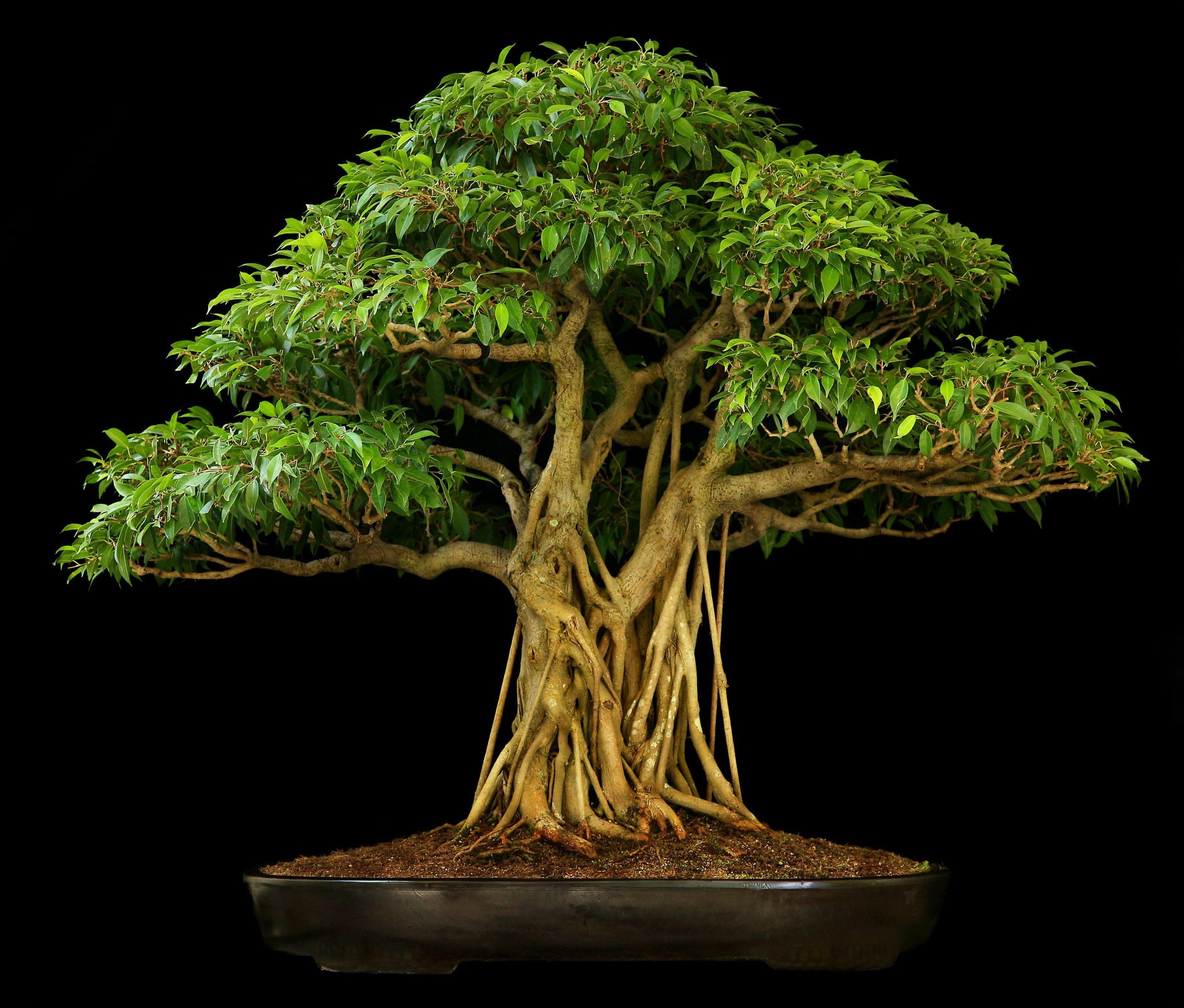 Ficus bonsai