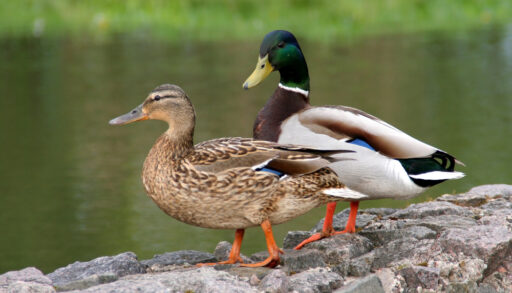 Two ducks walking on rocks by the shore of a pond.