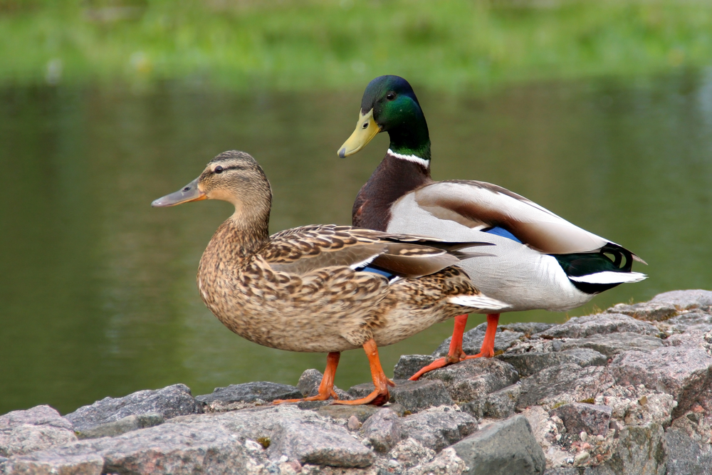 Two ducks walking on rocks by the shore of a pond.