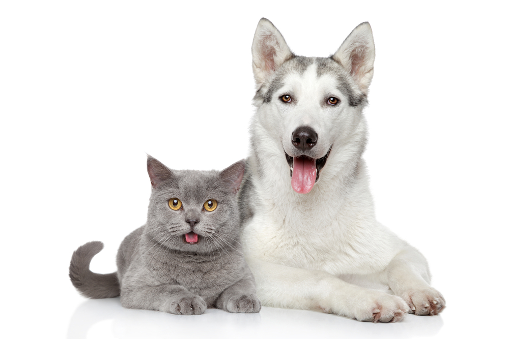 Husky (dog) and grey cat lying together against white background.