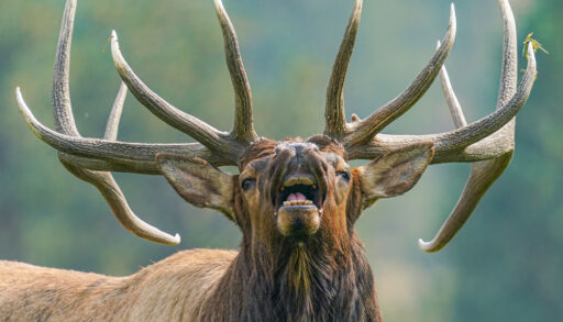 Close-up of elk in a green forest.