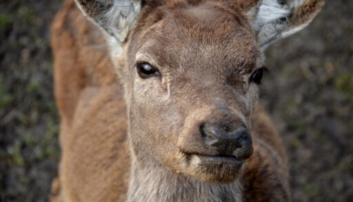 Close-up of a light brown deer in a grassy area.