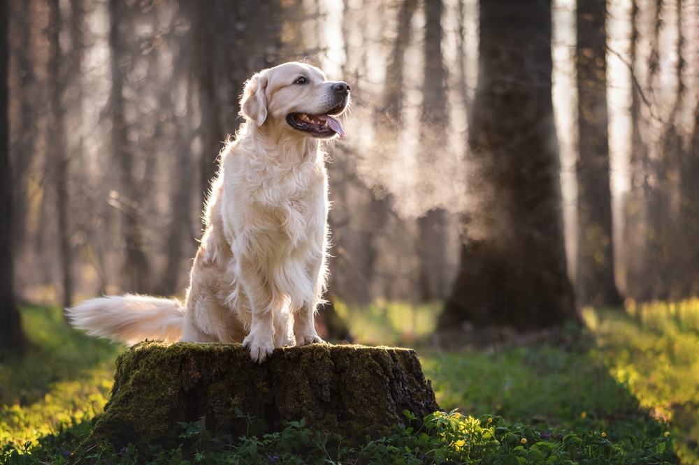Dog (lab) sitting on a tree trunk in green forest.