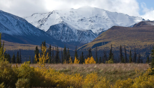 Fall forest in the foreground with snowcapped mountains in the background.