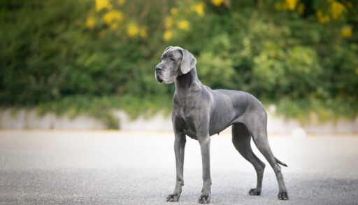 Grey great dane (dog) standing on a gravel road with green trees in the background.