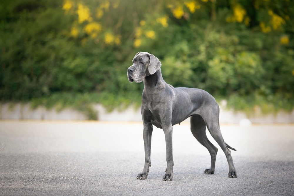 Grey great dane (dog) standing on a gravel road with green trees in the background.