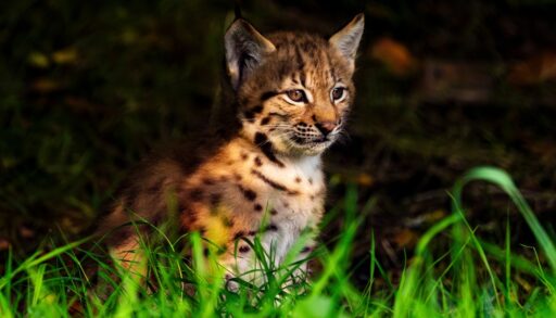 Orange cat with black spots sitting in green grass.