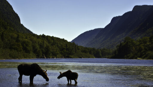 Two moose in shallow water silhouetted in the mountains.