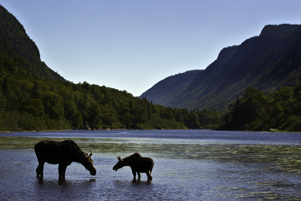 Two moose in shallow water silhouetted in the mountains.