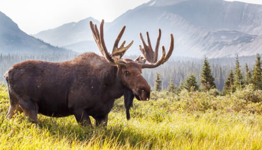 Large moose standing in grassy field.