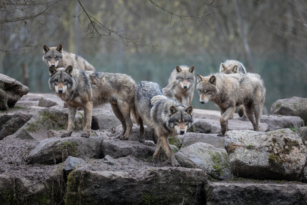 Wolf pack standing on rocks in a forest.