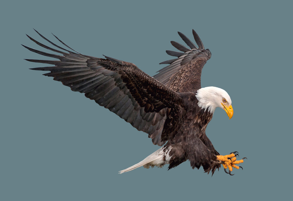 Bald eagle preparing for landing against blue background.